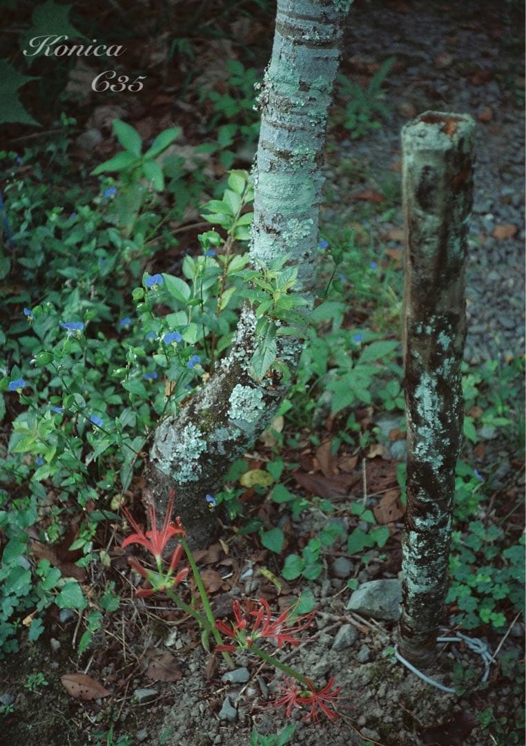 ★希少・完動品★konica c35★本革外装＊美品＊初期保証★入門に！