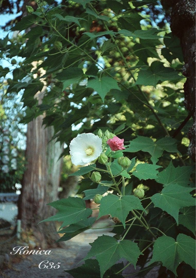 ★希少・完動品★konica c35★本革外装＊美品＊初期保証★入門に！