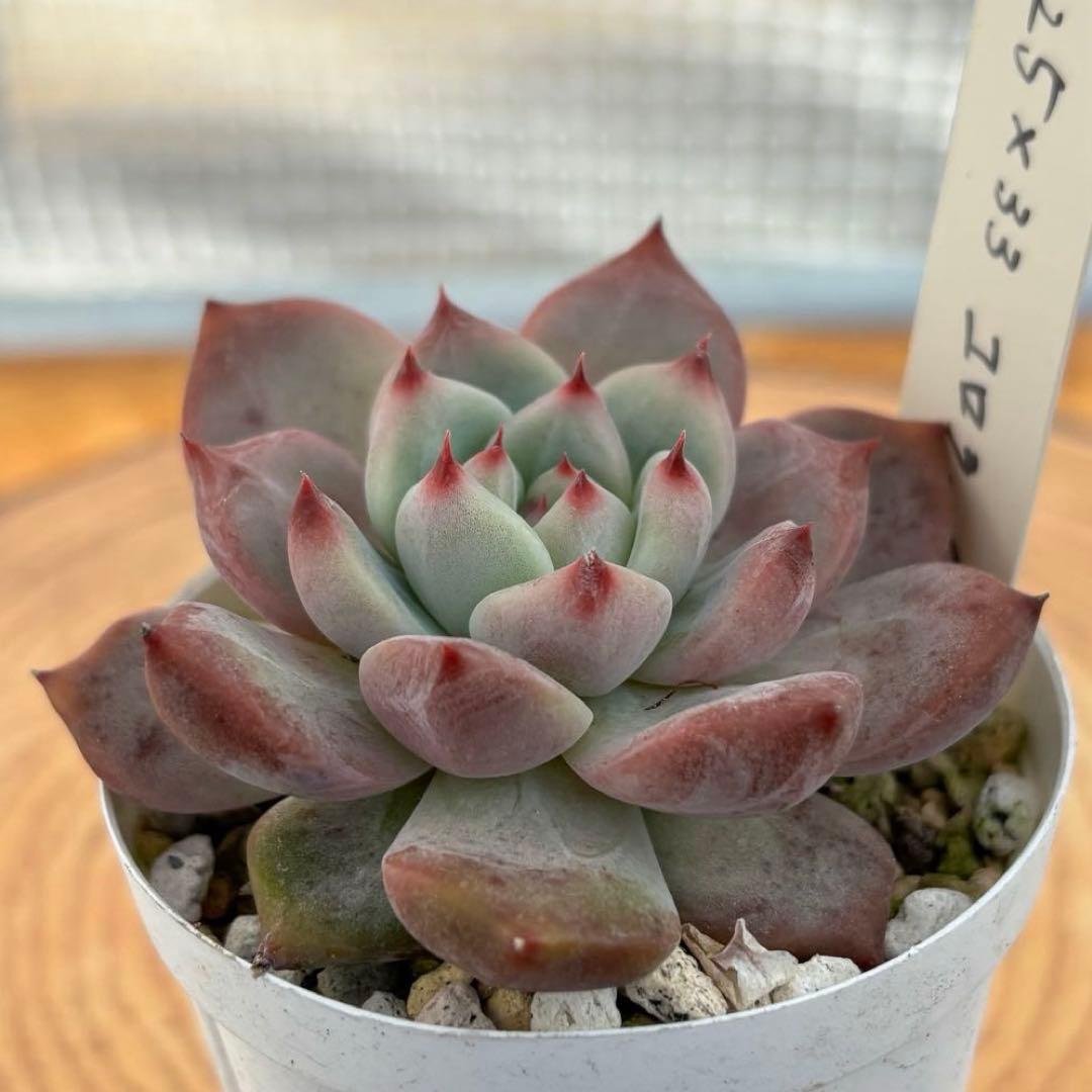 32.【札付き】25×33コロラータ Mさん苗 Mコロ 多肉植物 エケベリア