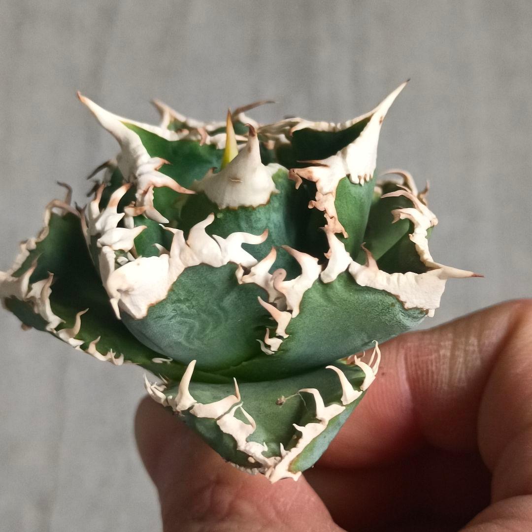 A026 特選 アガベチタノタ 大白鯊 強狂棘 極上白鋸歯 極上優良株