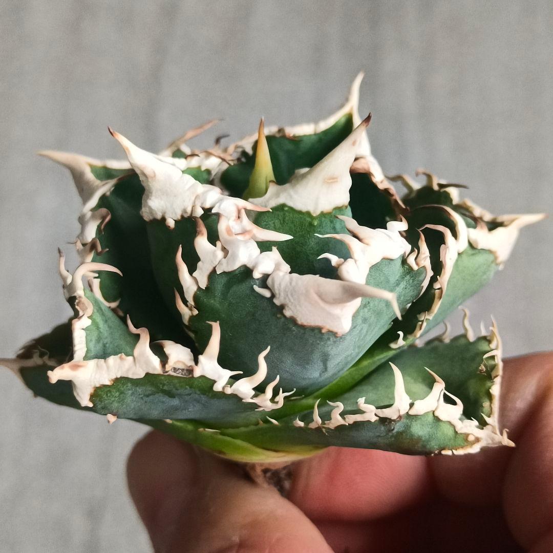 A026 特選 アガベチタノタ 大白鯊 強狂棘 極上白鋸歯 極上優良株