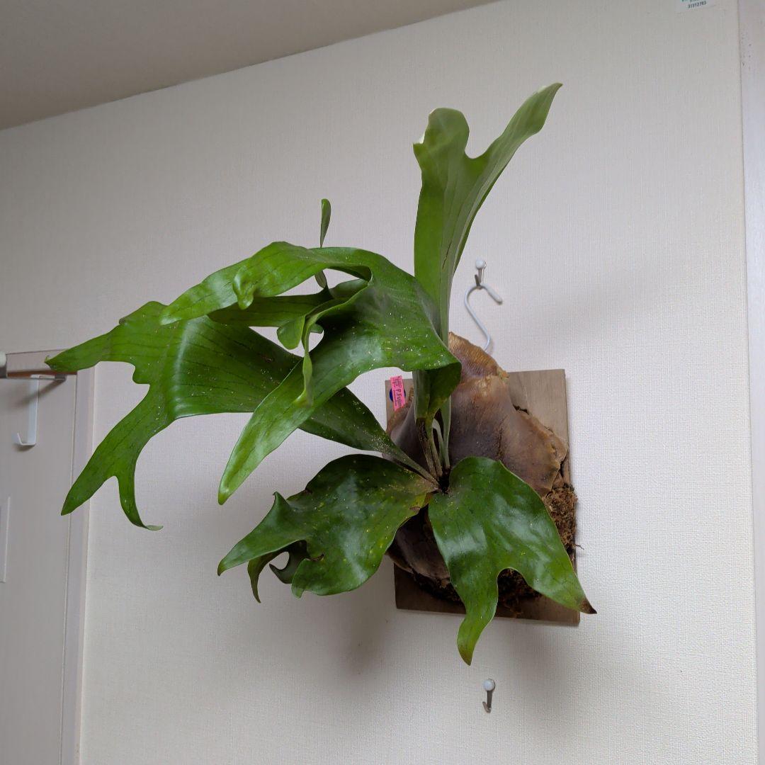 【2株半額・3株目無料】P. Fujin 風神 フージン ビカクシダ