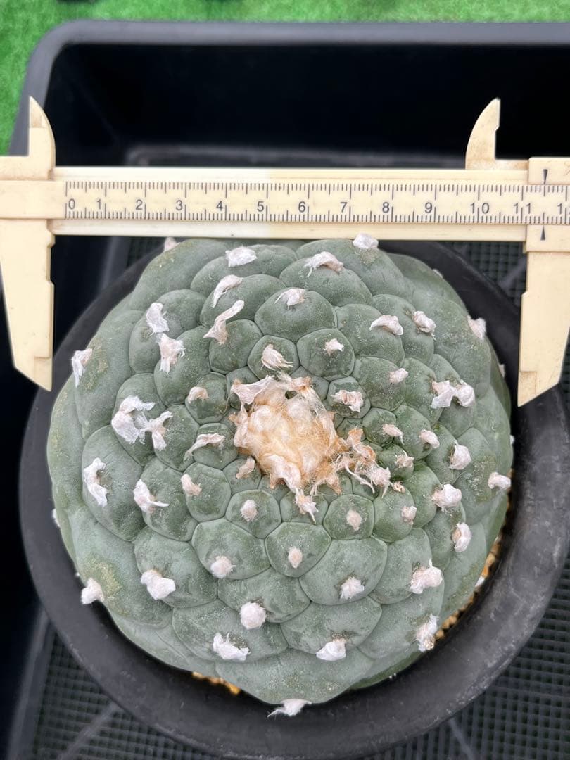 サボテン　疣銀冠玉