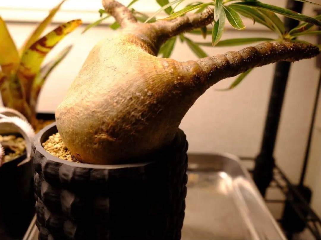 現地球　グラキリス　発根済み　送料込み