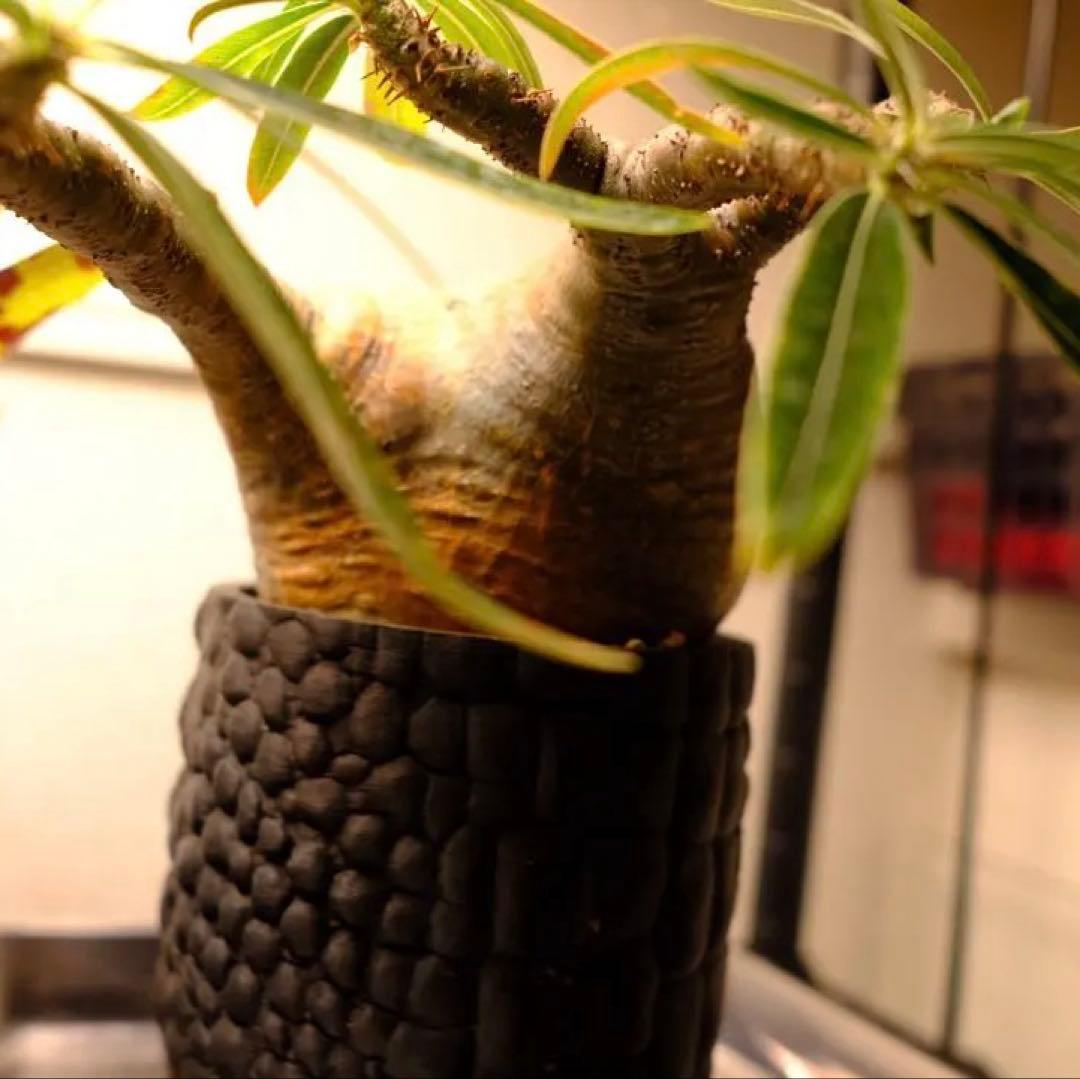 現地球　グラキリス　発根済み　送料込み