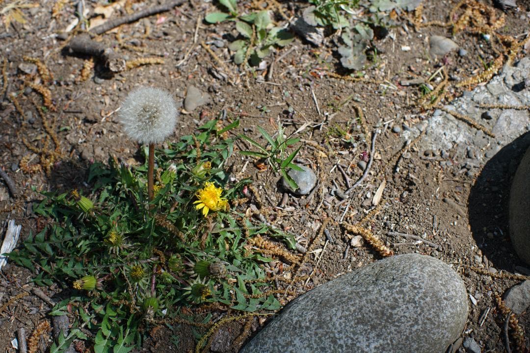 マロン様　Nikon ai nikkor 50mm f/1.2