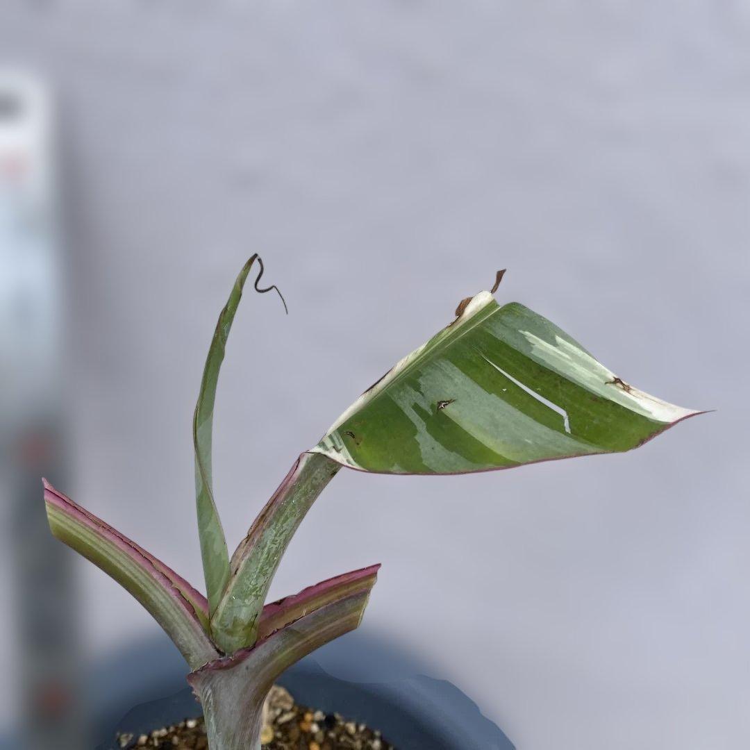 希少　斑入りバナナ　ムサアエアエ