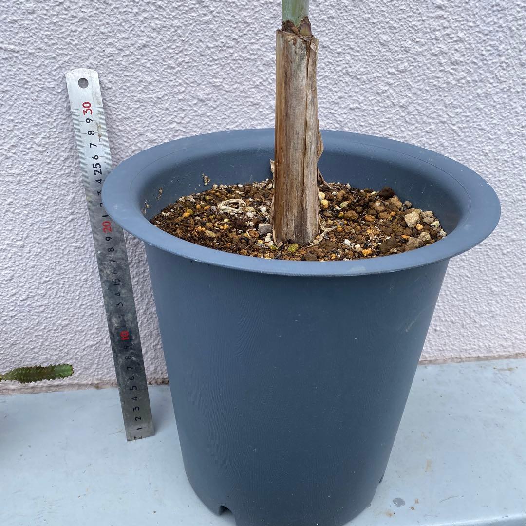 希少　斑入りバナナ　ムサアエアエ