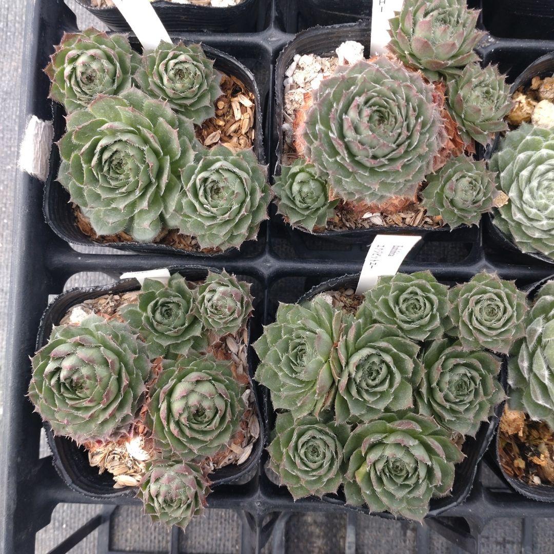 1ポット410円〜 センペルビウム26年1月 その1