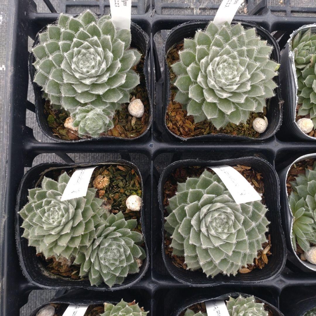 1ポット410円〜 センペルビウム26年1月 その1