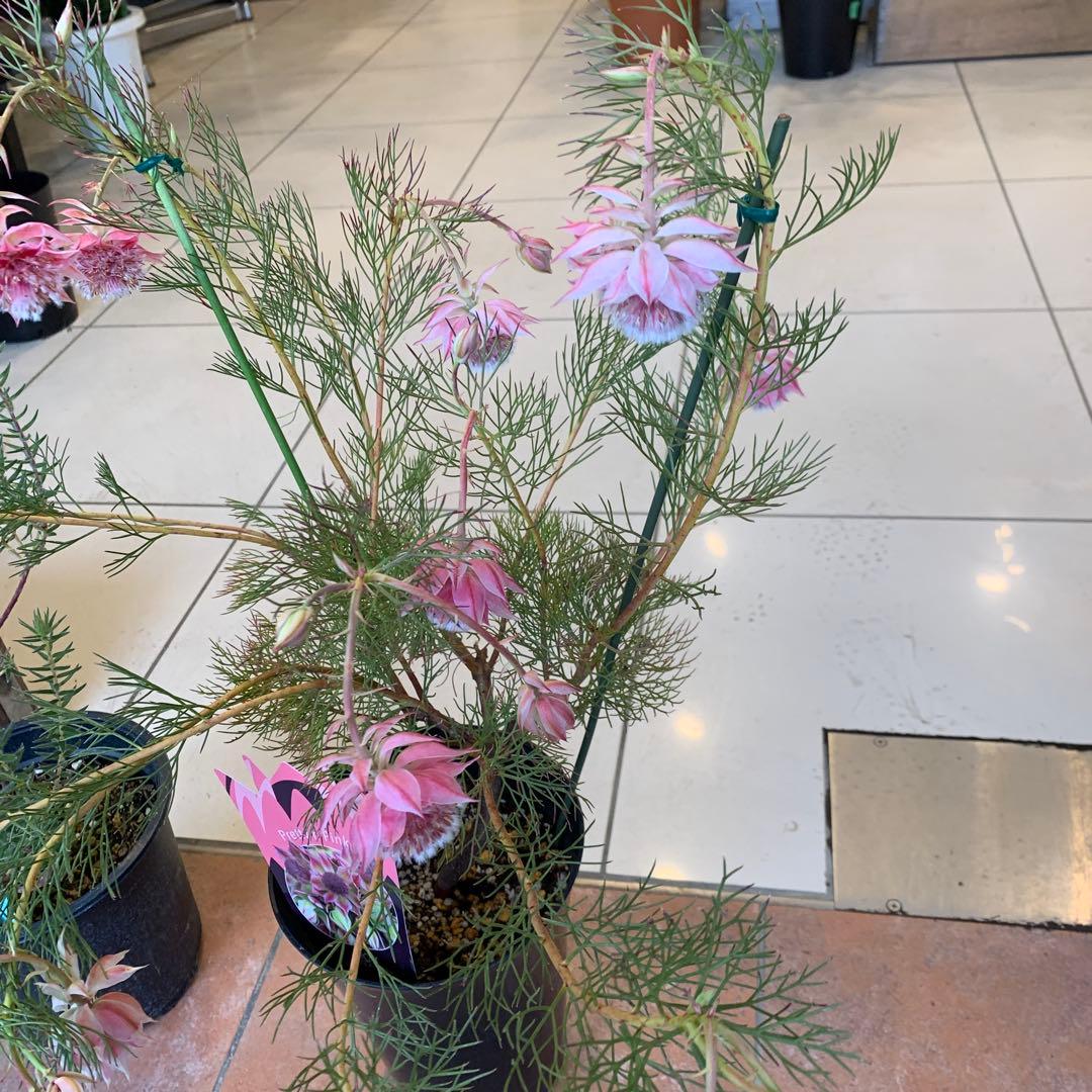 オージープランツ 2種セット