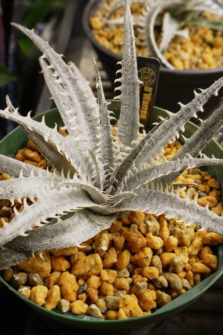 ディッキア ワレン Dyckia Warren Bill Baker