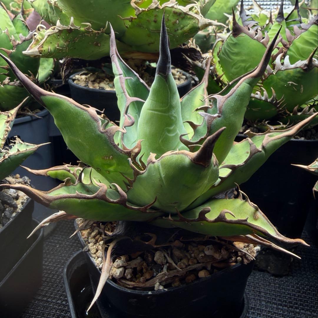 親株 アガベ ハイブリッド キシロナカンサ × コロラータ agave キシコロ