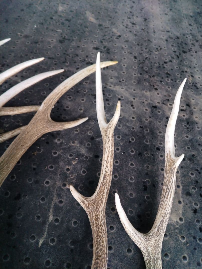 蝦夷鹿の角10本