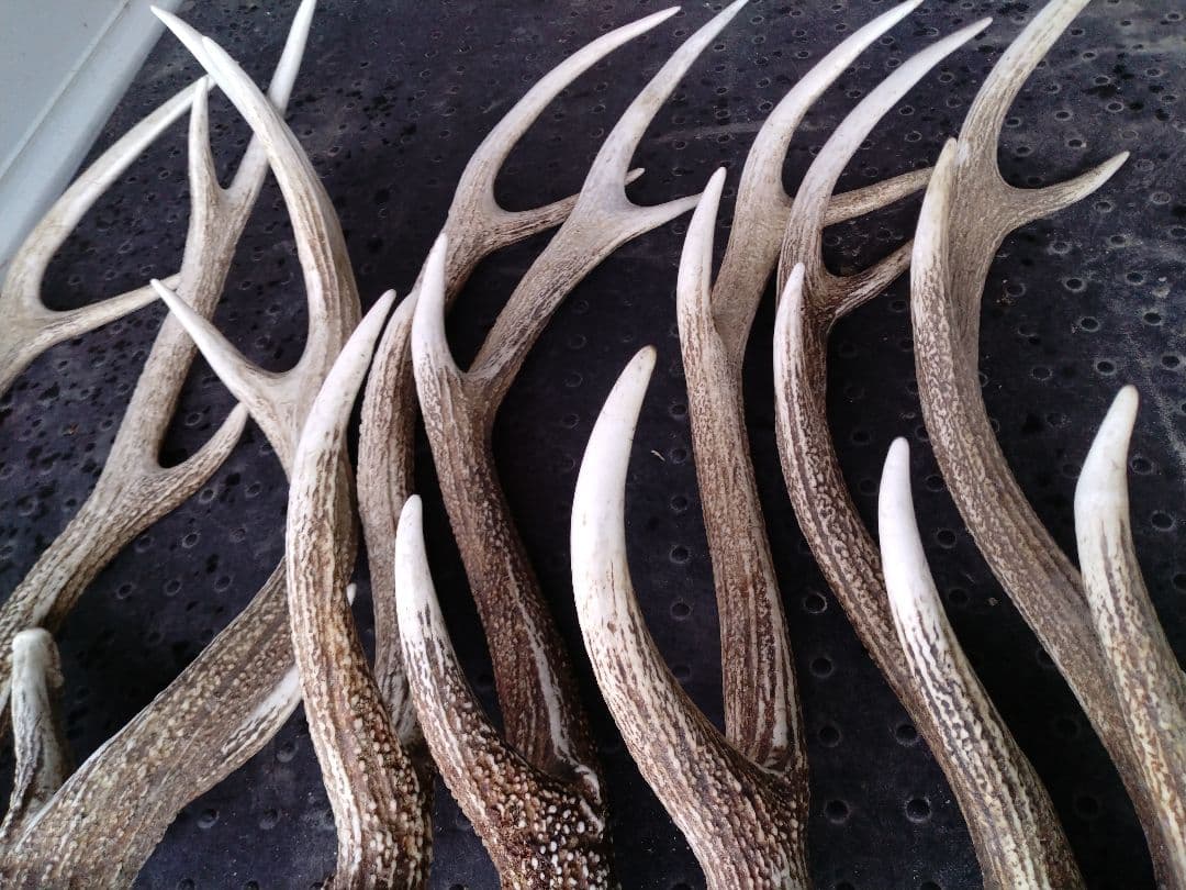 蝦夷鹿の角10本