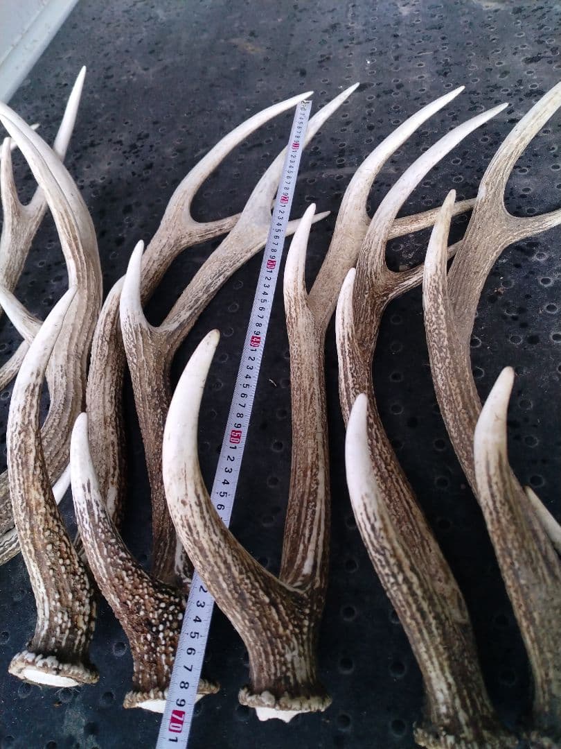 蝦夷鹿の角10本