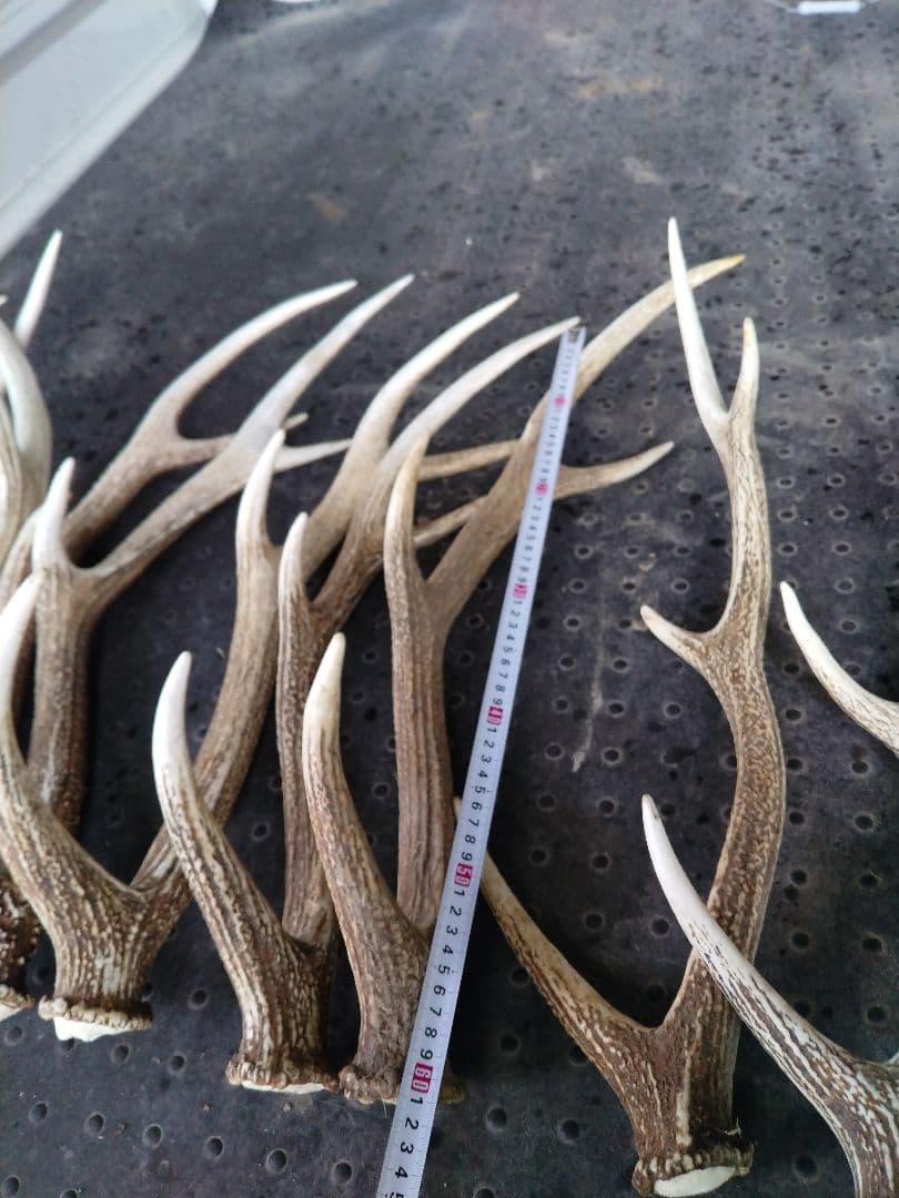 蝦夷鹿の角10本
