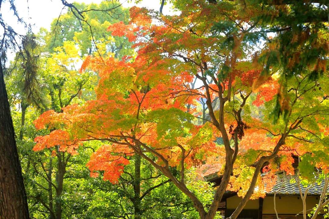 キヤノン　EF100-300mm F4.5-5.6 USM 望遠ズームレンズ