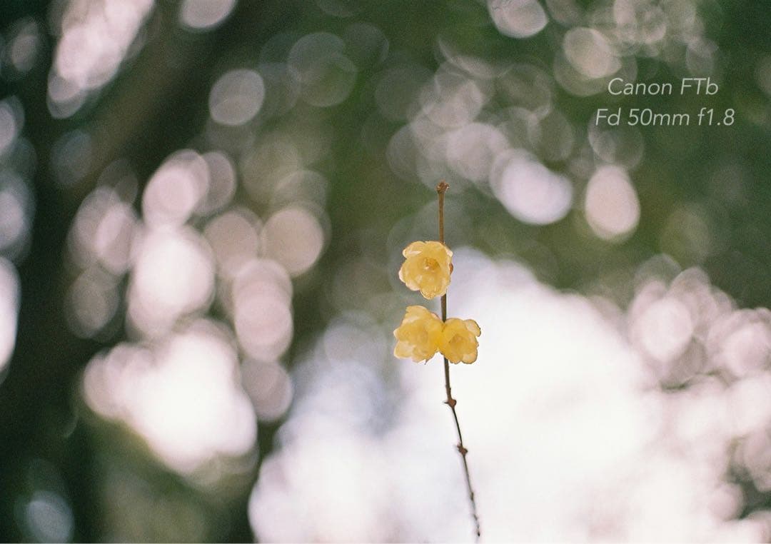 CanonFTbレンズセット★完動品＊美品＊初期保証★作例多数