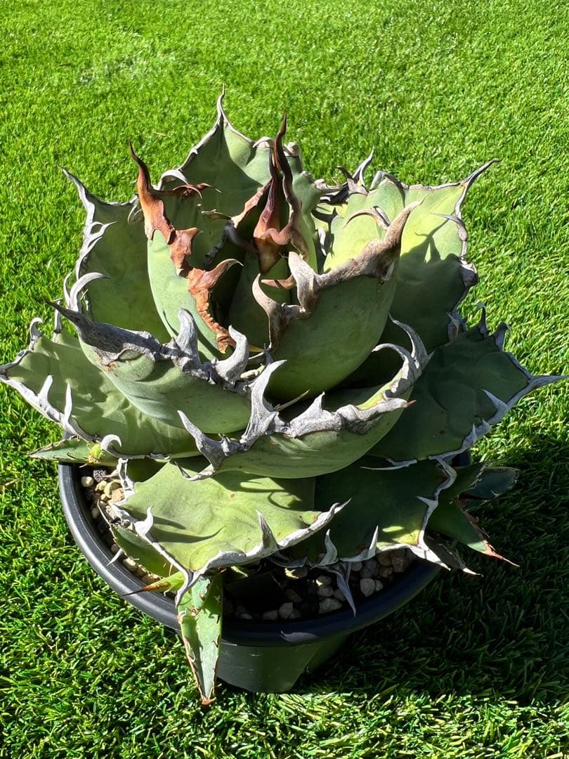 アガベ チタノタ　シーザー　コレクション株　トニー血統　親株出品