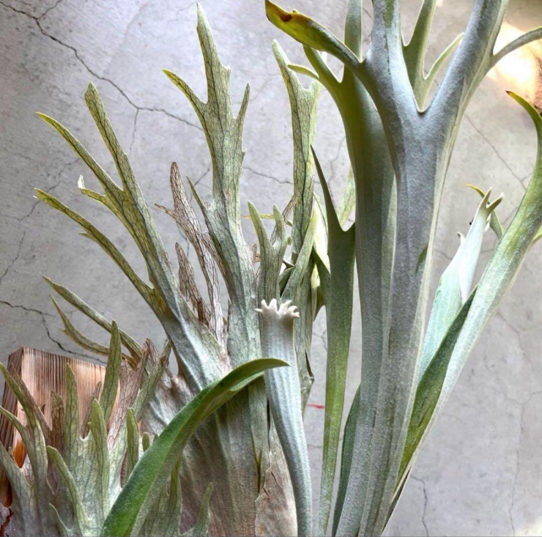 ビカクシダベイチー　アーバンリバー　子株　oc veitchii