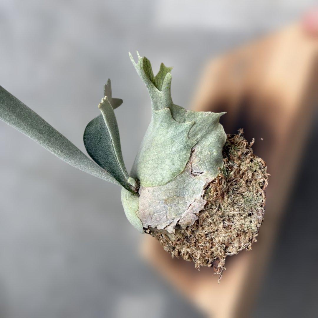 ビカクシダベイチー　アーバンリバー　子株　oc veitchii