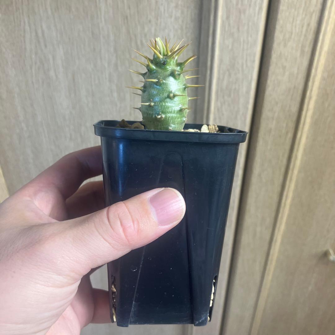 パキポディウム　アンボンゲンセ　実生　選抜　塊根植物　コーデックス　グラキリス