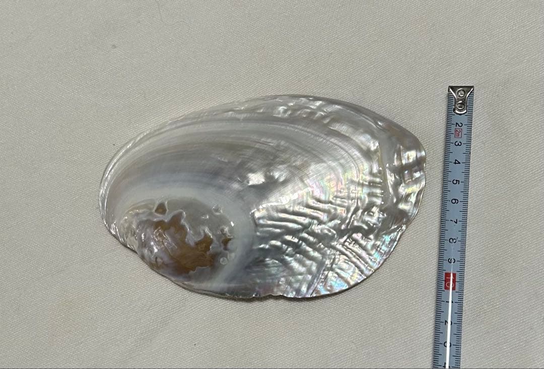 ❤︎真珠貝❤︎世界にひとつ❤︎