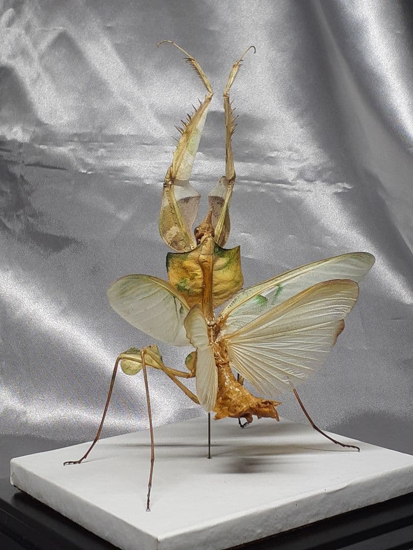 ニセハナマオウカマキリ雌　立体標本