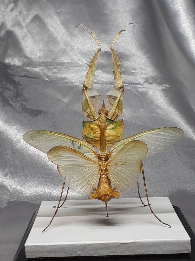 ニセハナマオウカマキリ雌　立体標本