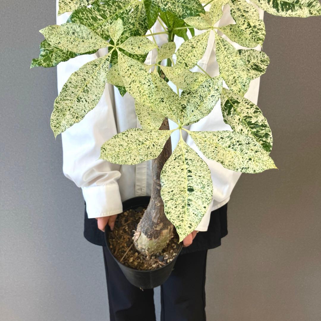 超希少❗️接木❗️白勝❗️パキラ　ミルキーウェイ✨