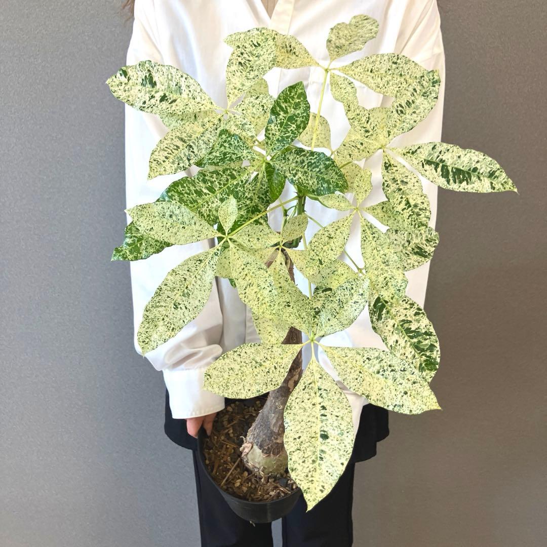 超希少❗️接木❗️白勝❗️パキラ　ミルキーウェイ✨