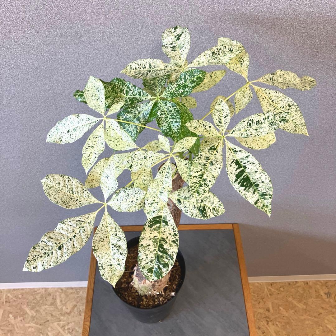 超希少❗️接木❗️白勝❗️パキラ　ミルキーウェイ✨