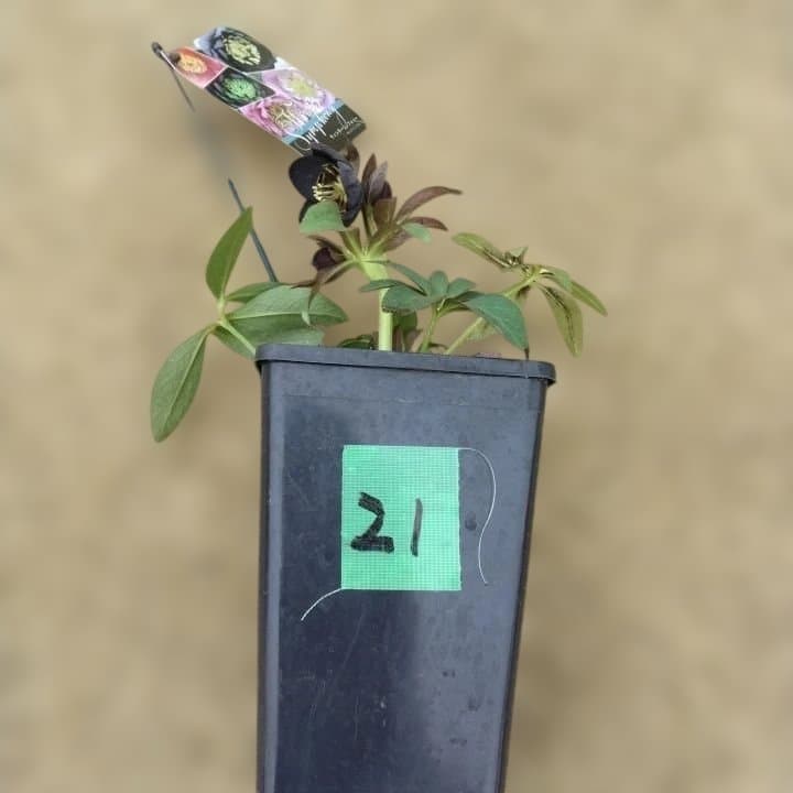 大森プランツ。ウインターシンフオニー。ヘレボルス 苗 No21番