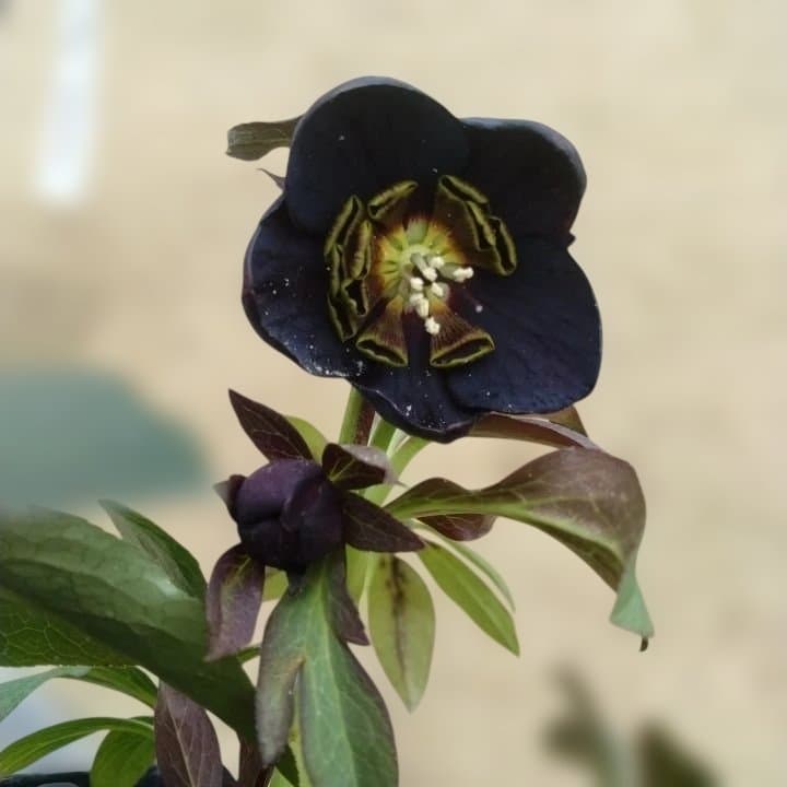 大森プランツ。ウインターシンフオニー。ヘレボルス 苗 No21番