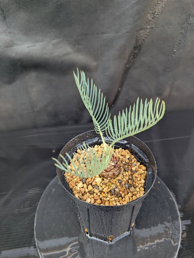 決算創業祭 お買い得 サイカスカイルンシアナ ドワーフ 過去最安