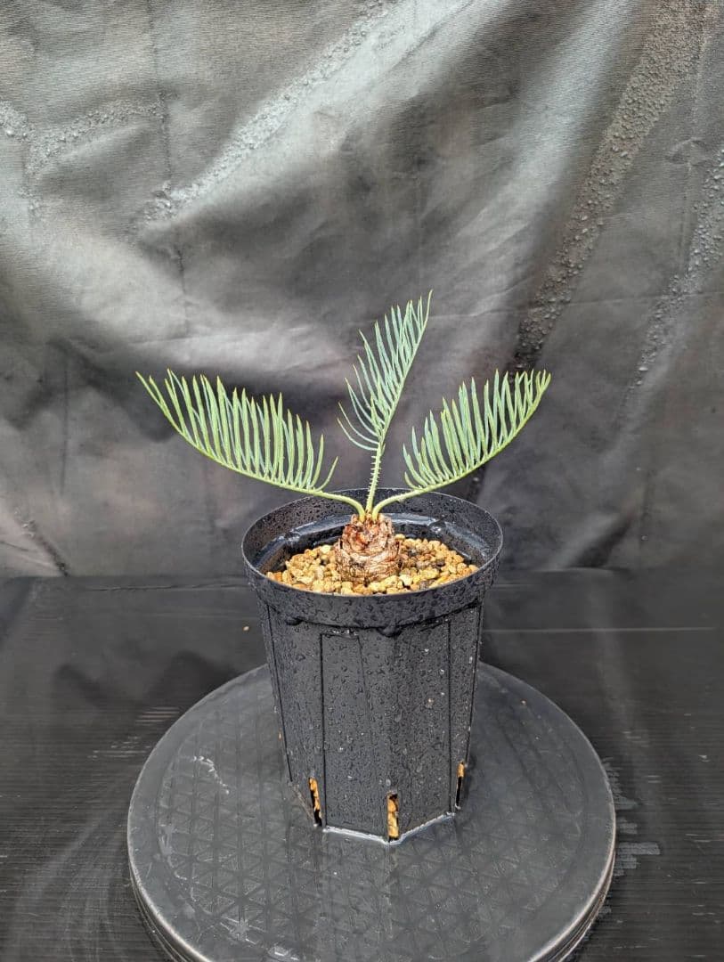 決算創業祭 お買い得 サイカスカイルンシアナ ドワーフ 過去最安