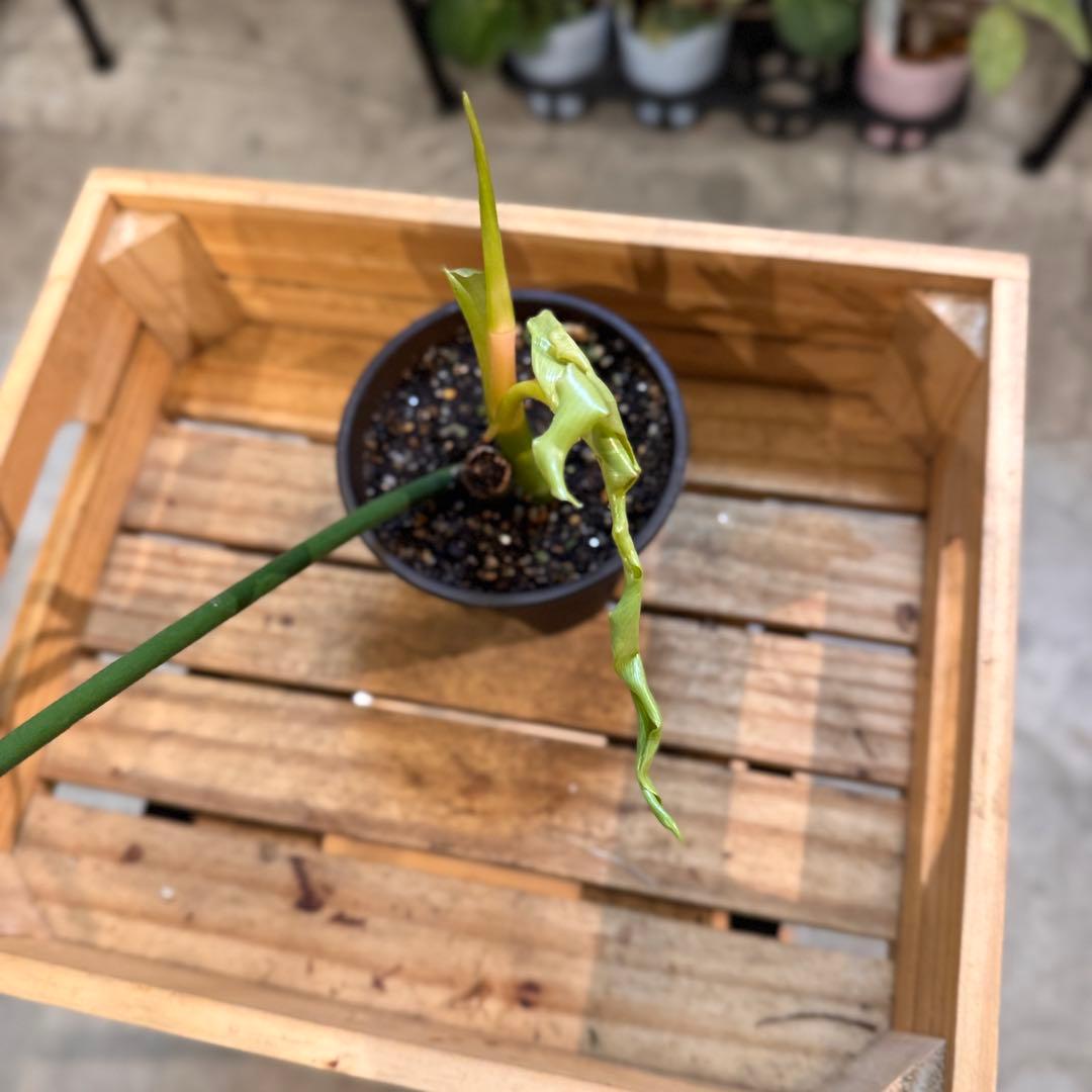 81 フィロデンドロン　ベルアイル　激レア品種　新芽展開中