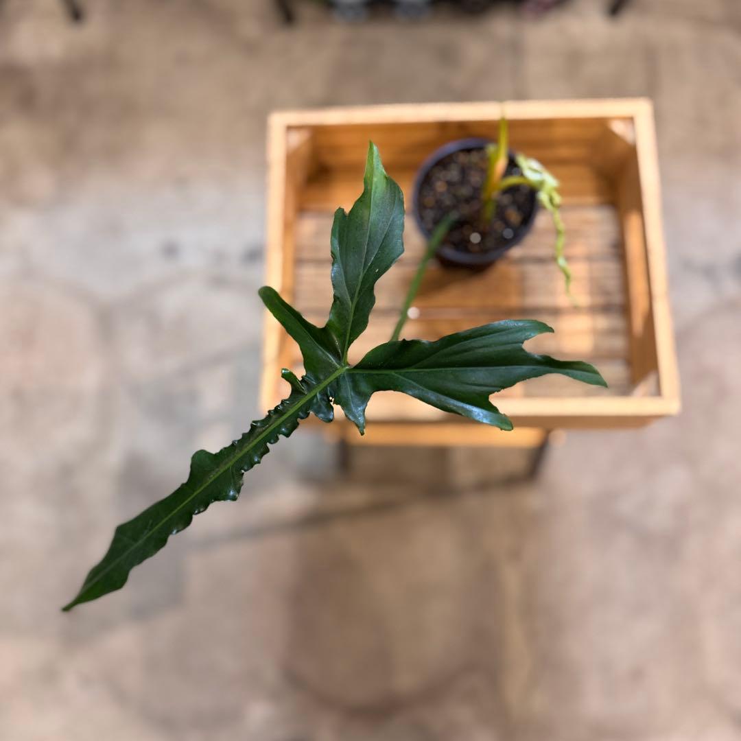 81 フィロデンドロン　ベルアイル　激レア品種　新芽展開中