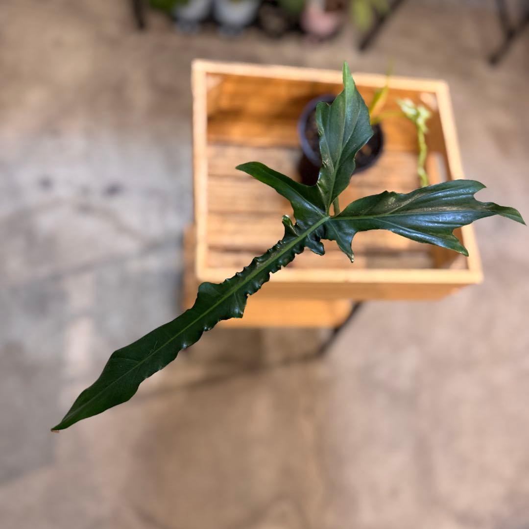 81 フィロデンドロン　ベルアイル　激レア品種　新芽展開中