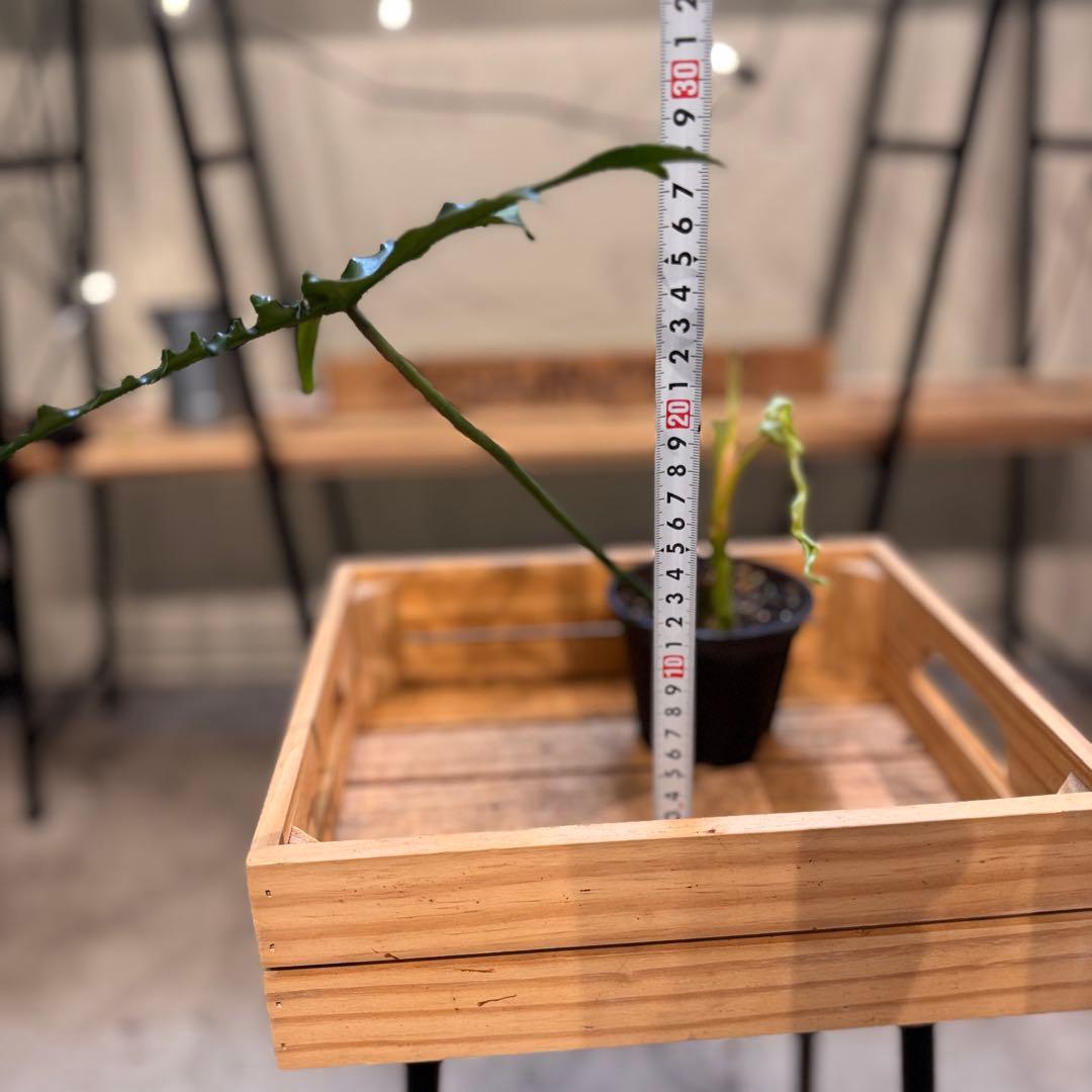 81 フィロデンドロン　ベルアイル　激レア品種　新芽展開中