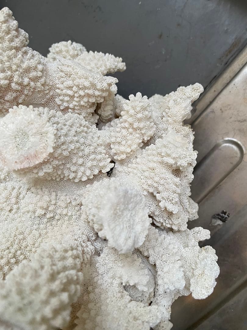 ホワイトサンゴ 自然形状 アクアリウム用