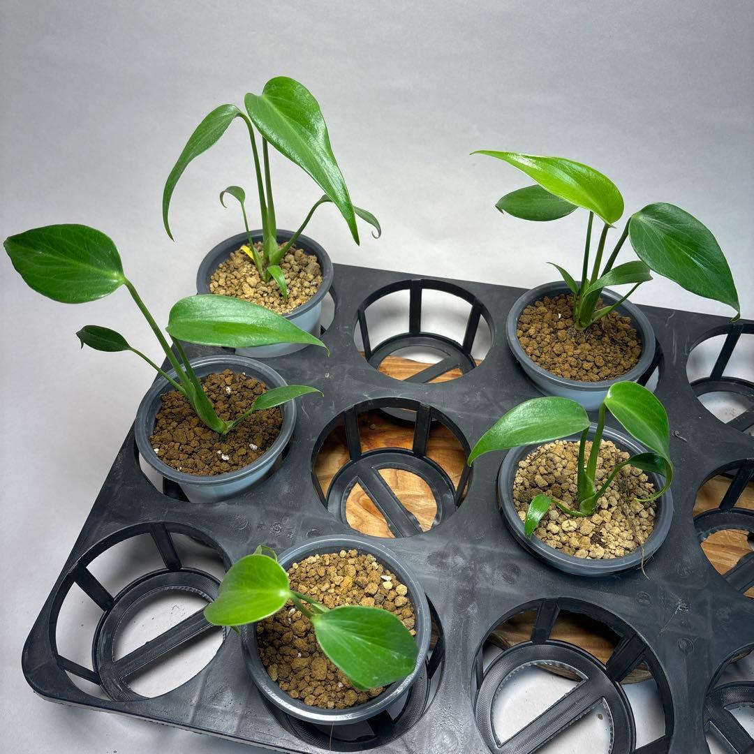 Ｑ*様 5株セットms19 モンステラ バールマルクスフレーム