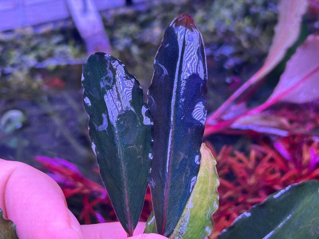 【AZ便】Bucephalandra sp. \"Deep Purple\" 初便