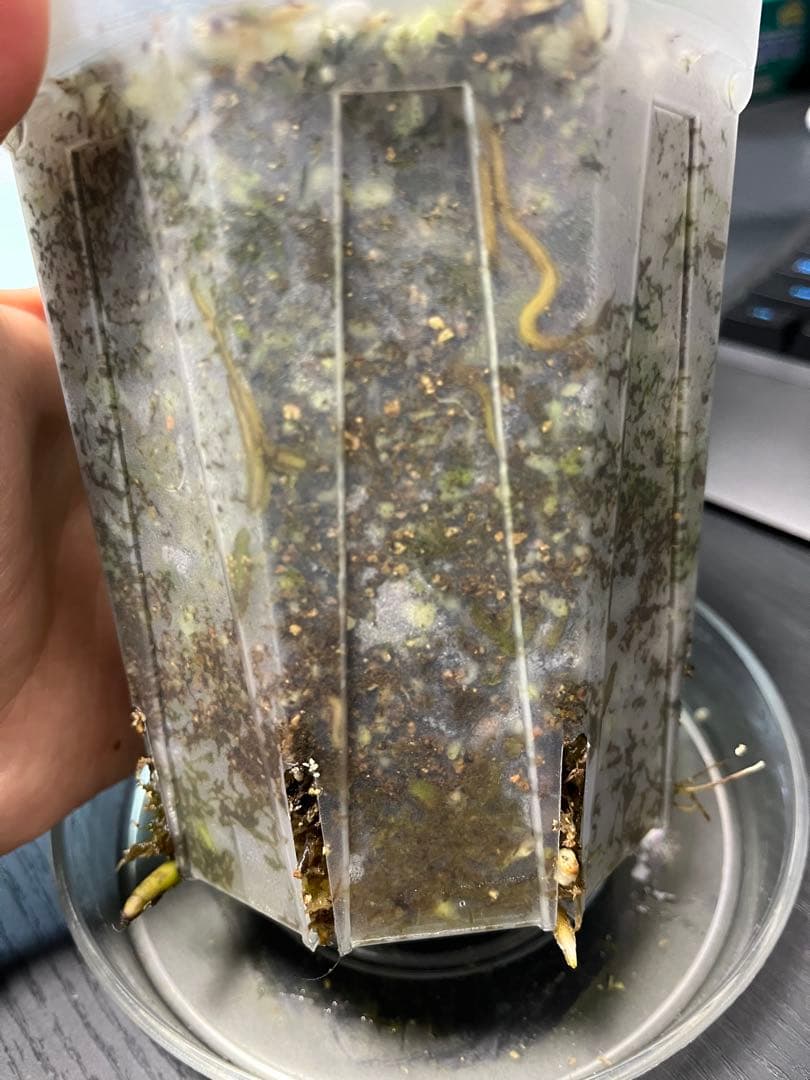 【日本初】　モンステラ　ミラクル