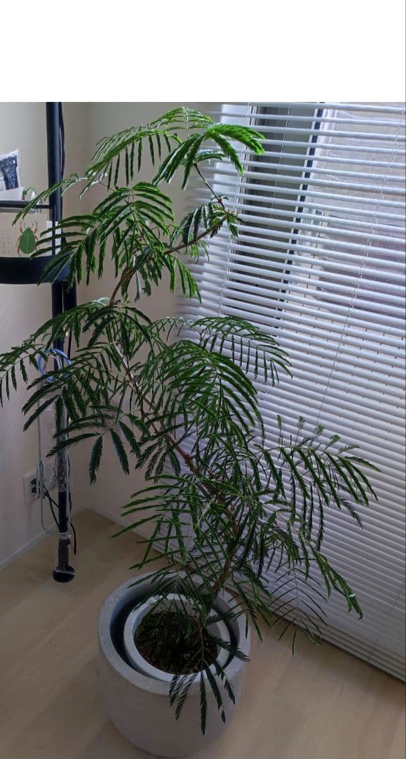 ※お値下げ不可※TOSO アルミ ブラインド 2枚セット グレー　88×215