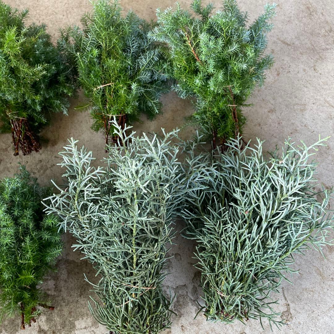 fleurさん用　ヒムロスギ　ブルーアイス　切り落としセット