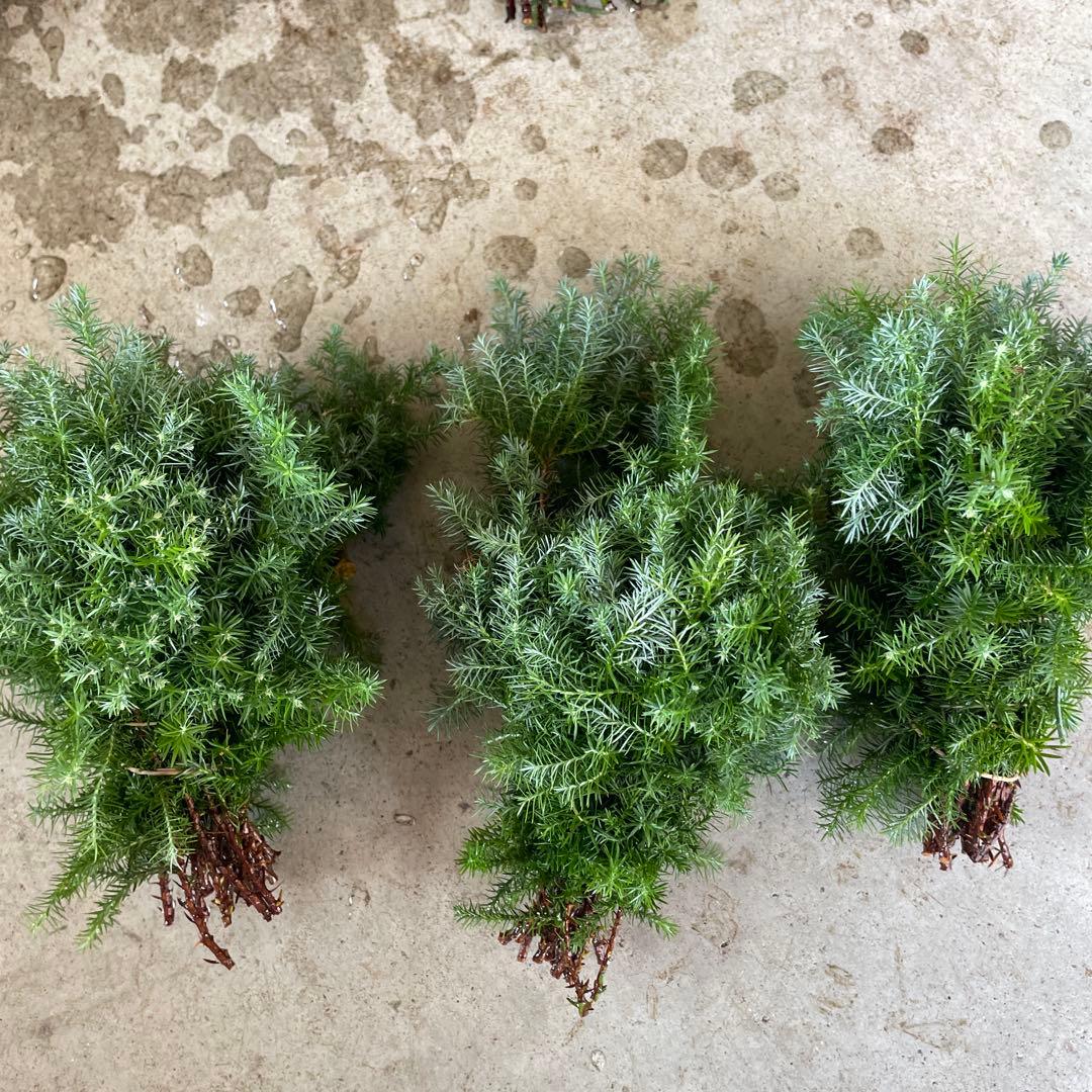 fleurさん用　ヒムロスギ　ブルーアイス　切り落としセット