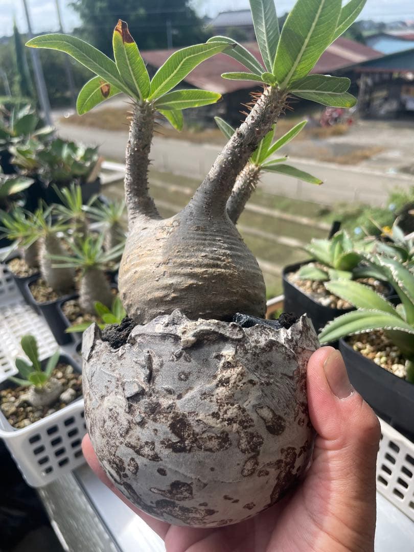 パキポディウム　グラキリス　たけろうポット白サビ