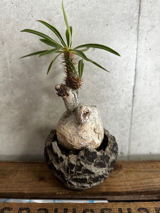 Botanize×konect fang ボタナイズ